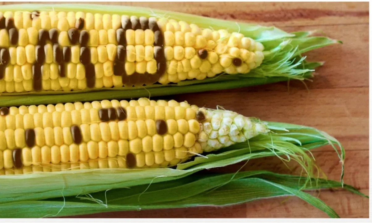 Nigeria health groups warn GMO foods could fuel disease and harm biodiversity