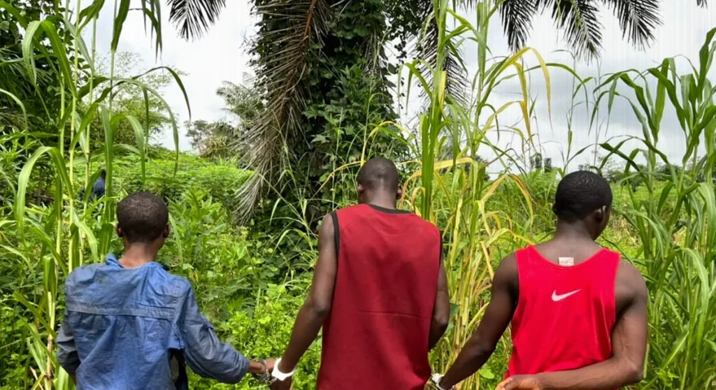 Nasarawa Police Detain Three in Keana Over Suspected Cannabis Seizure
