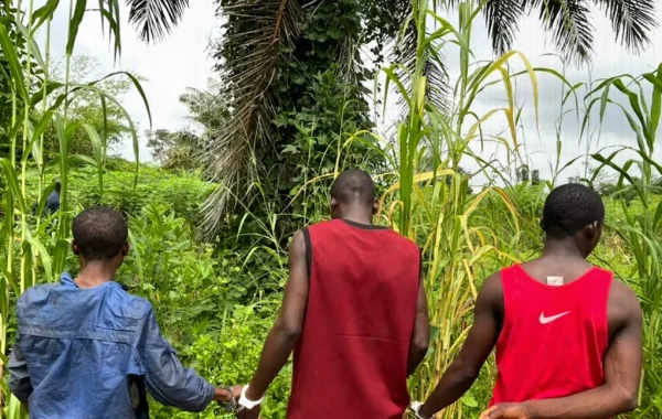 Nasarawa Police Detain Three in Keana Over Suspected Cannabis Seizure