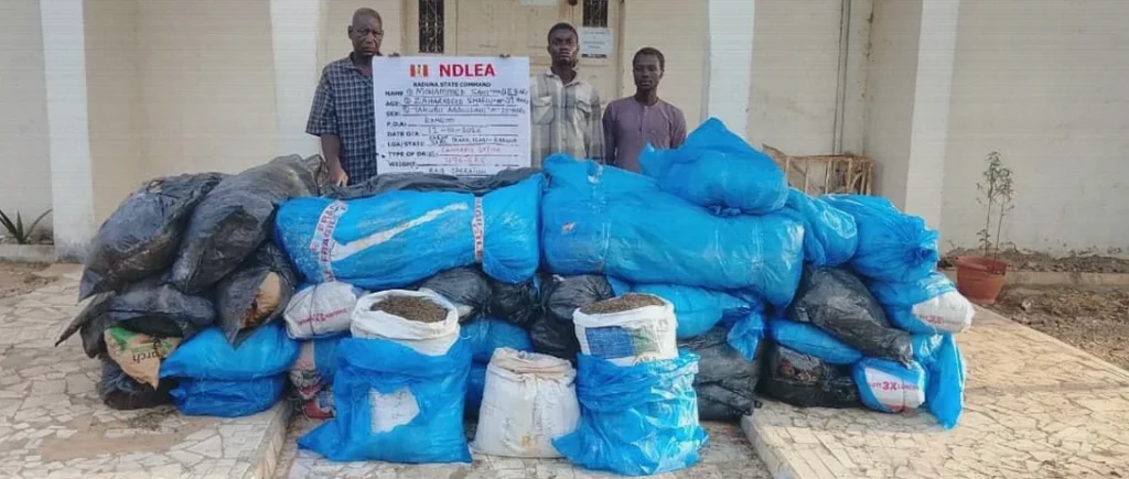 NDLEA Seizes Saudi-Bound Cannabis, N6.98bn Tramadol at Lagos Port