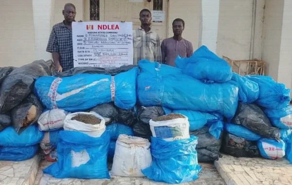NDLEA Seizes Saudi-Bound Cannabis, N6.98bn Tramadol at Lagos Port
