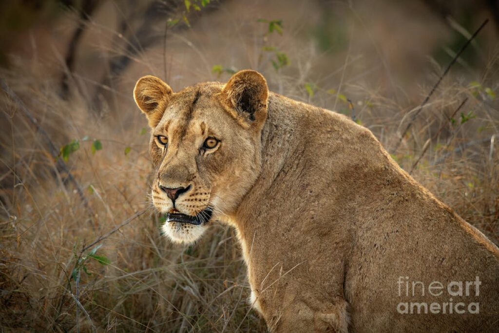 Introducing: Lioness!