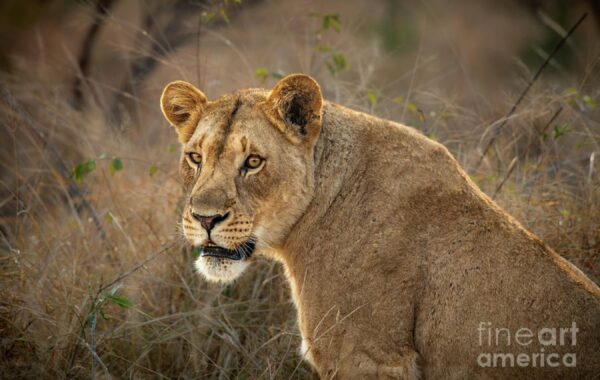 Introducing: Lioness!
