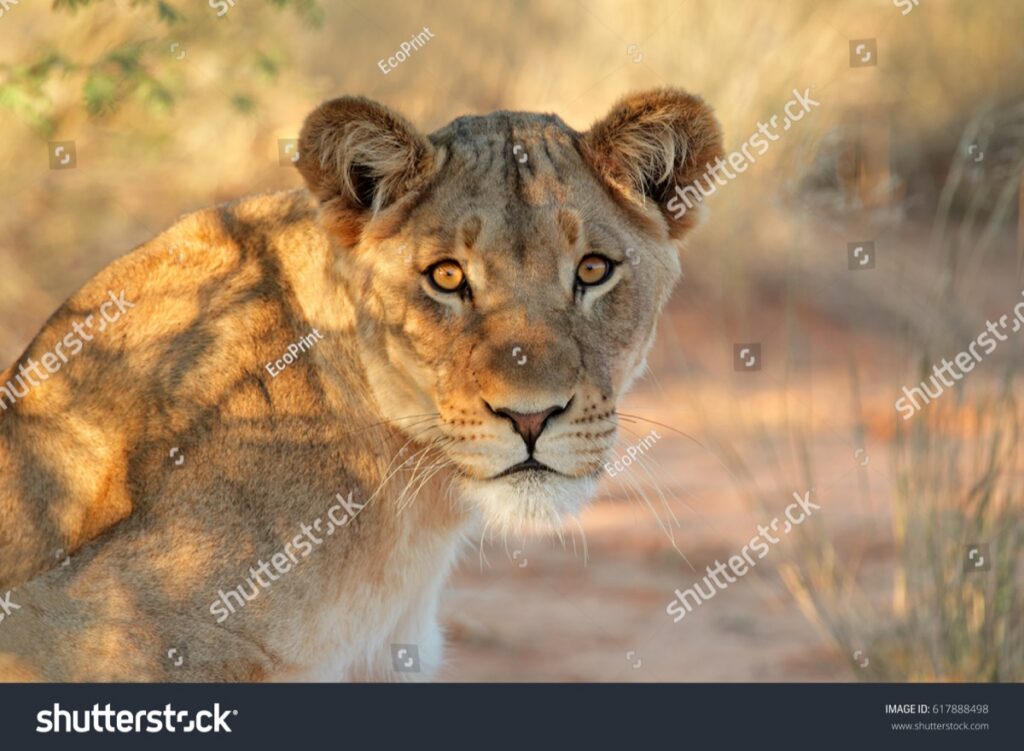 Lioness Excluded, Namibians Not Impressed