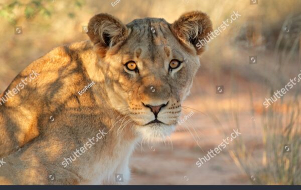 Lioness Excluded, Namibians Not Impressed