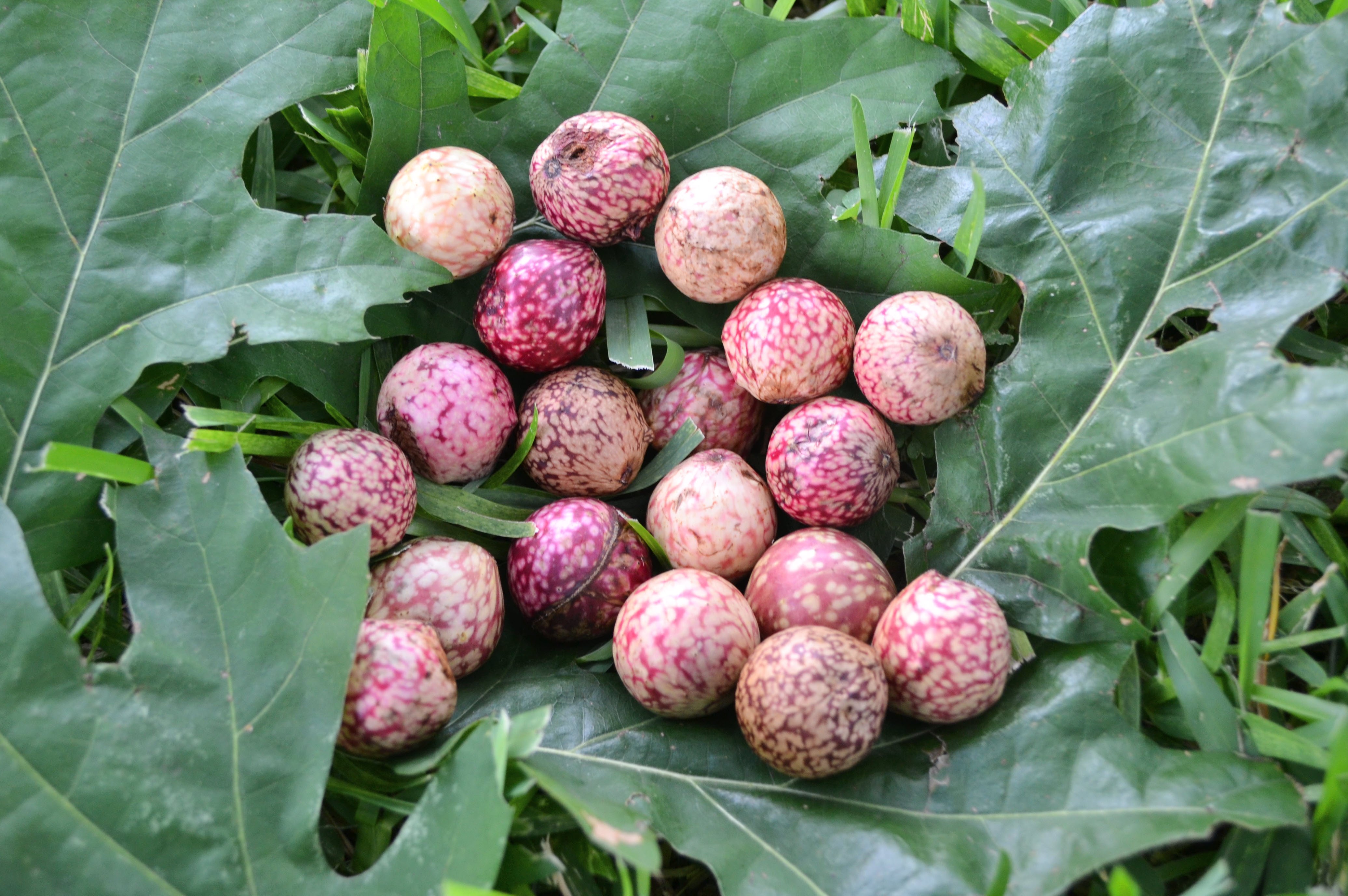 wasp nests for vagina oak gulls