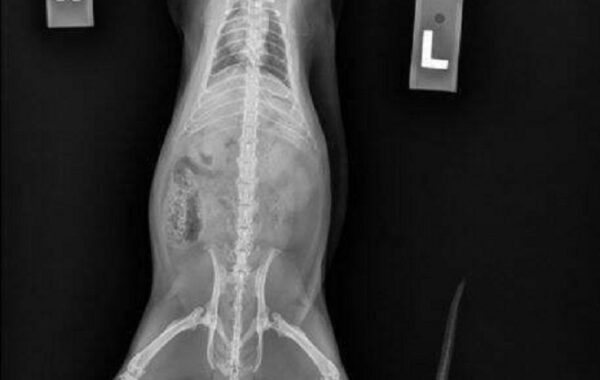 Bizzare X-ray