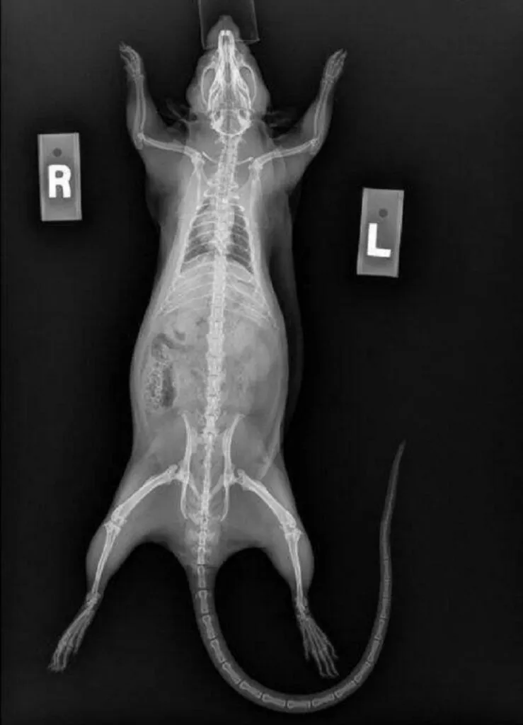 Bizzare X-ray