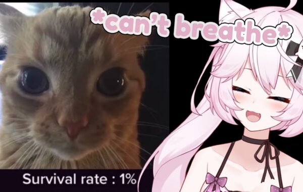 #Nyan’Nyan: Social media loses its mind