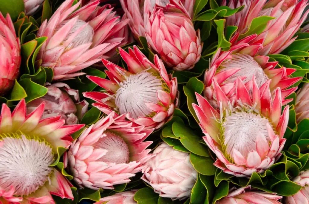 Proteas look pretty in pink!
