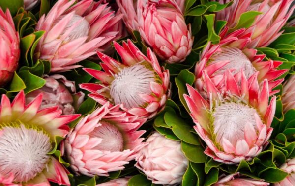 Proteas look pretty in pink!