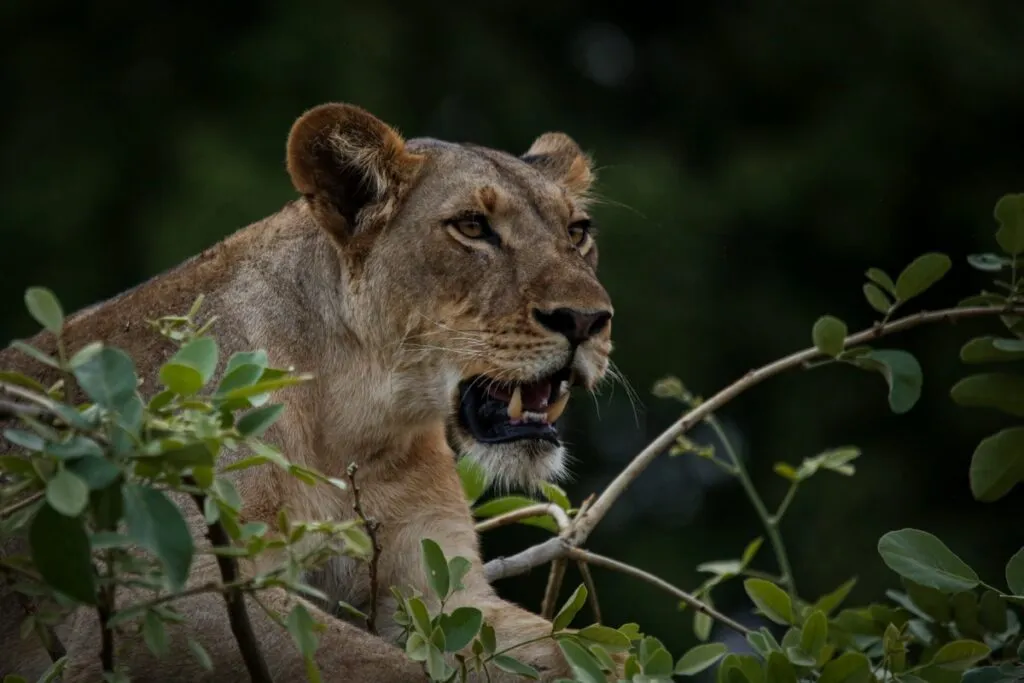 Lioness Reveals Why She Enjoys Working In Mzansi