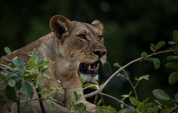 Lioness Reveals Why She Enjoys Working In Mzansi