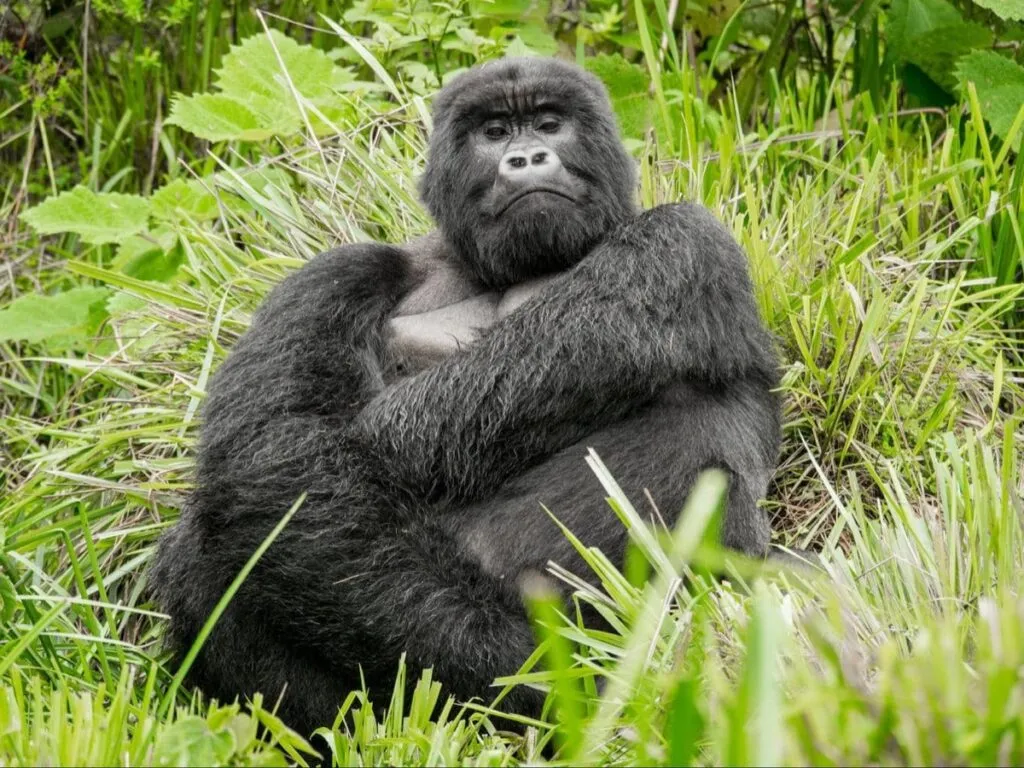 Weird Gorillas