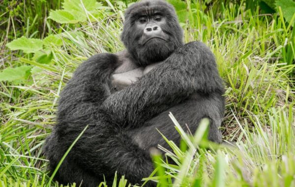 Weird Gorillas