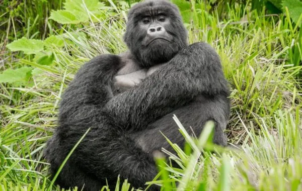 Weird Gorillas