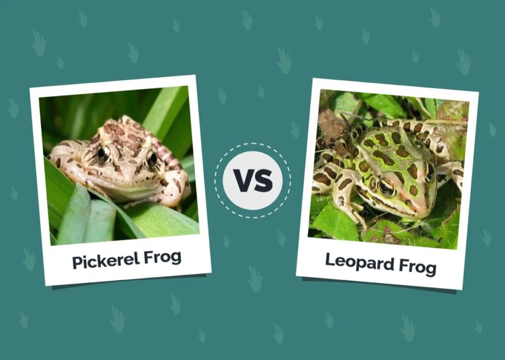 #OPW: The Leopard strikes…or was it a frog?