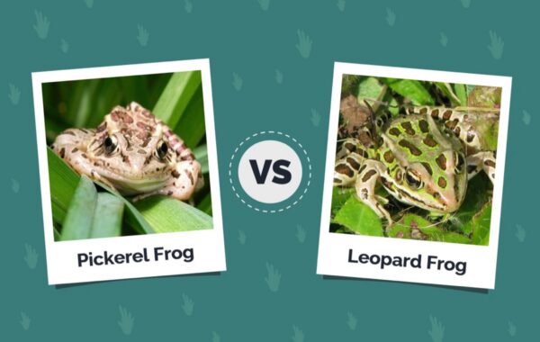 #OPW: The Leopard strikes…or was it a frog?