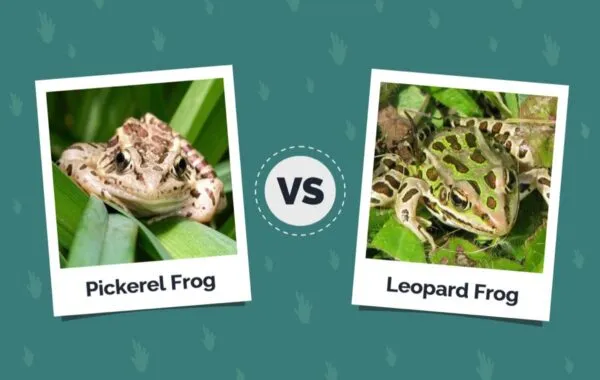 #OPW: The Leopard strikes…or was it a frog?