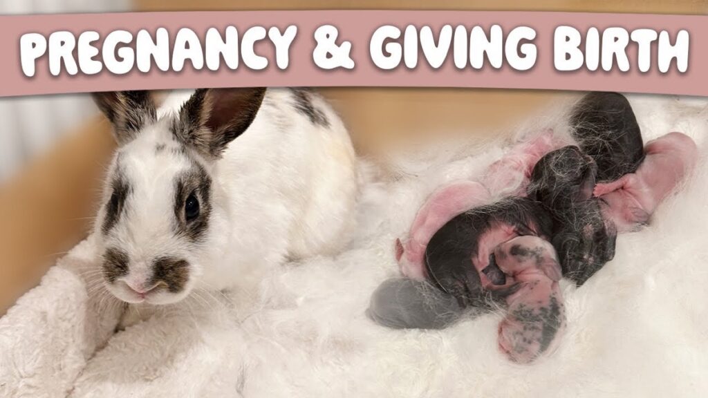 Siya Bunny Gives Birth