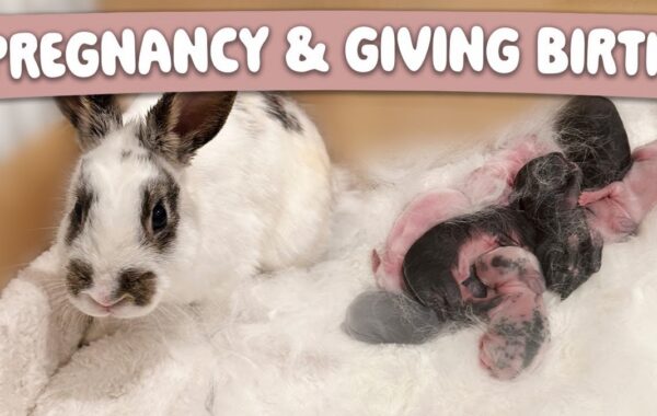 Siya Bunny Gives Birth