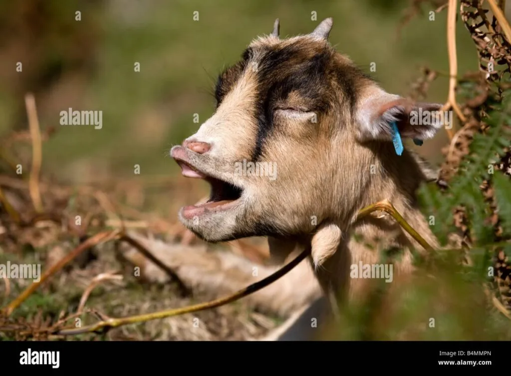 Goat Calling BOB.