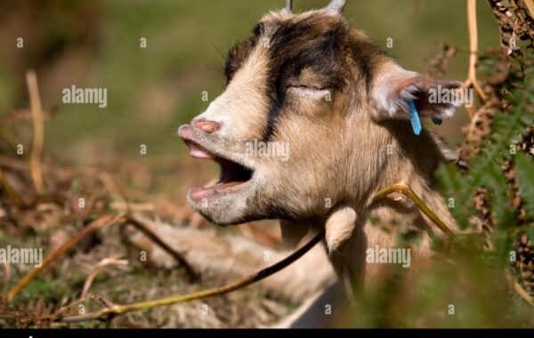 Goat Calling BOB.