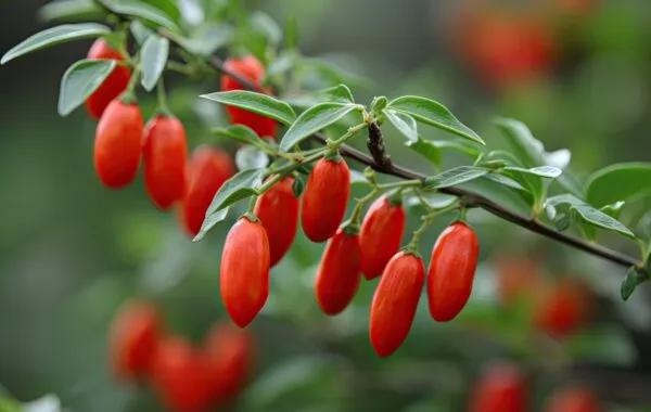 Sexiest man to have a Goji-ous outing with Brutal Fruit