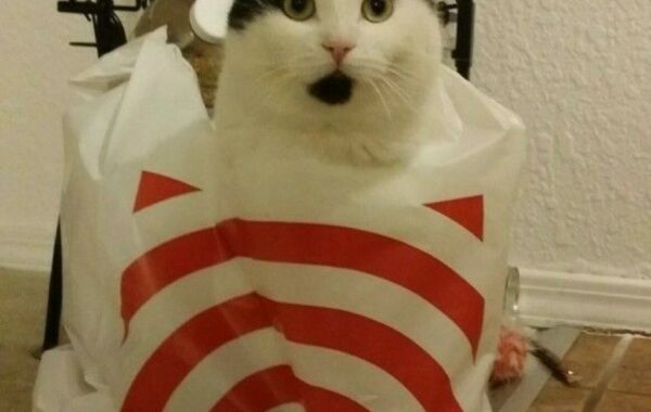 The Cat Is Finally Out Of The Bag