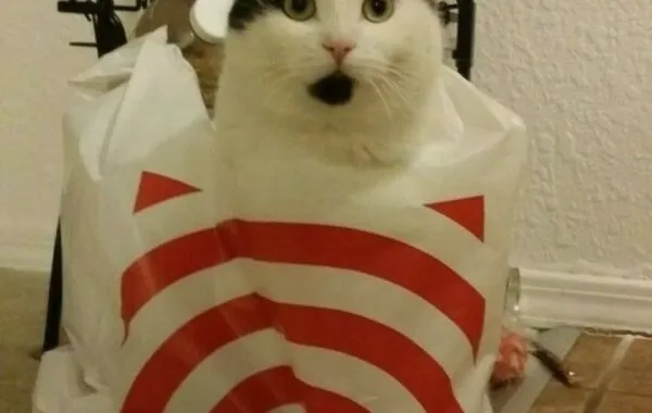 The Cat Is Finally Out Of The Bag