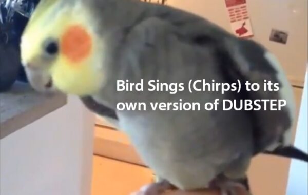 Bird Sings Dubstep