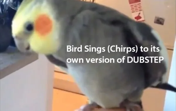 Bird Sings Dubstep