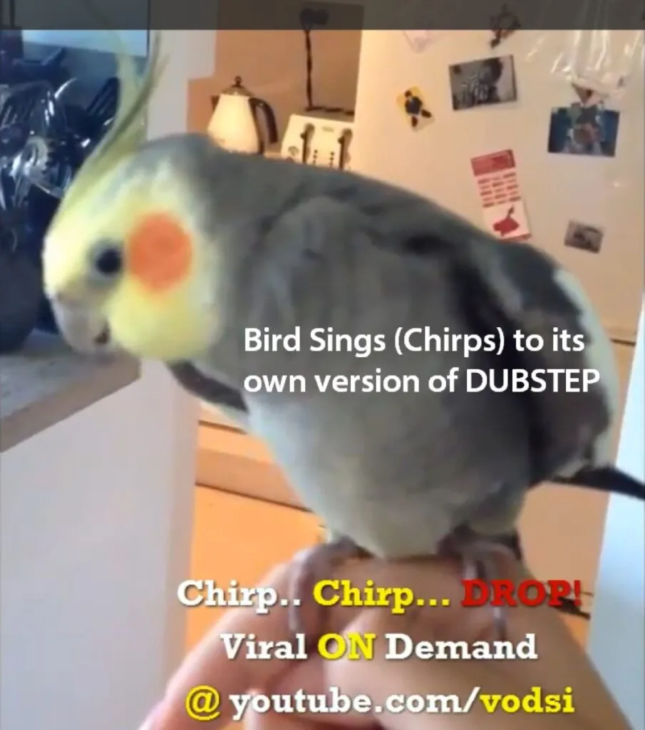 Bird Sings Dubstep
