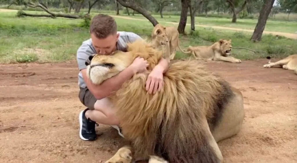 Would you be friends with a lion?