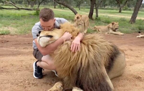 Would you be friends with a lion?