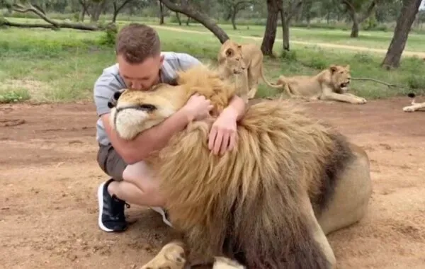 Would you be friends with a lion?