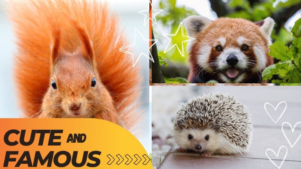 They’re Cute, Cuddly And Famous