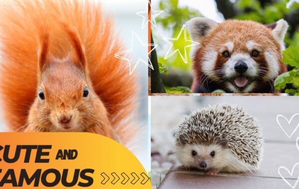 They’re Cute, Cuddly And Famous