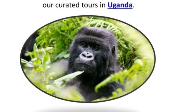 Hidden Gem’s From The Pearl Of Africa