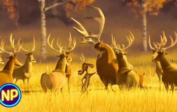 Season 2 Of The Herd Underway